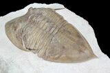 Rare Megistaspidella Trilobite - Large Specimen #74019-3
